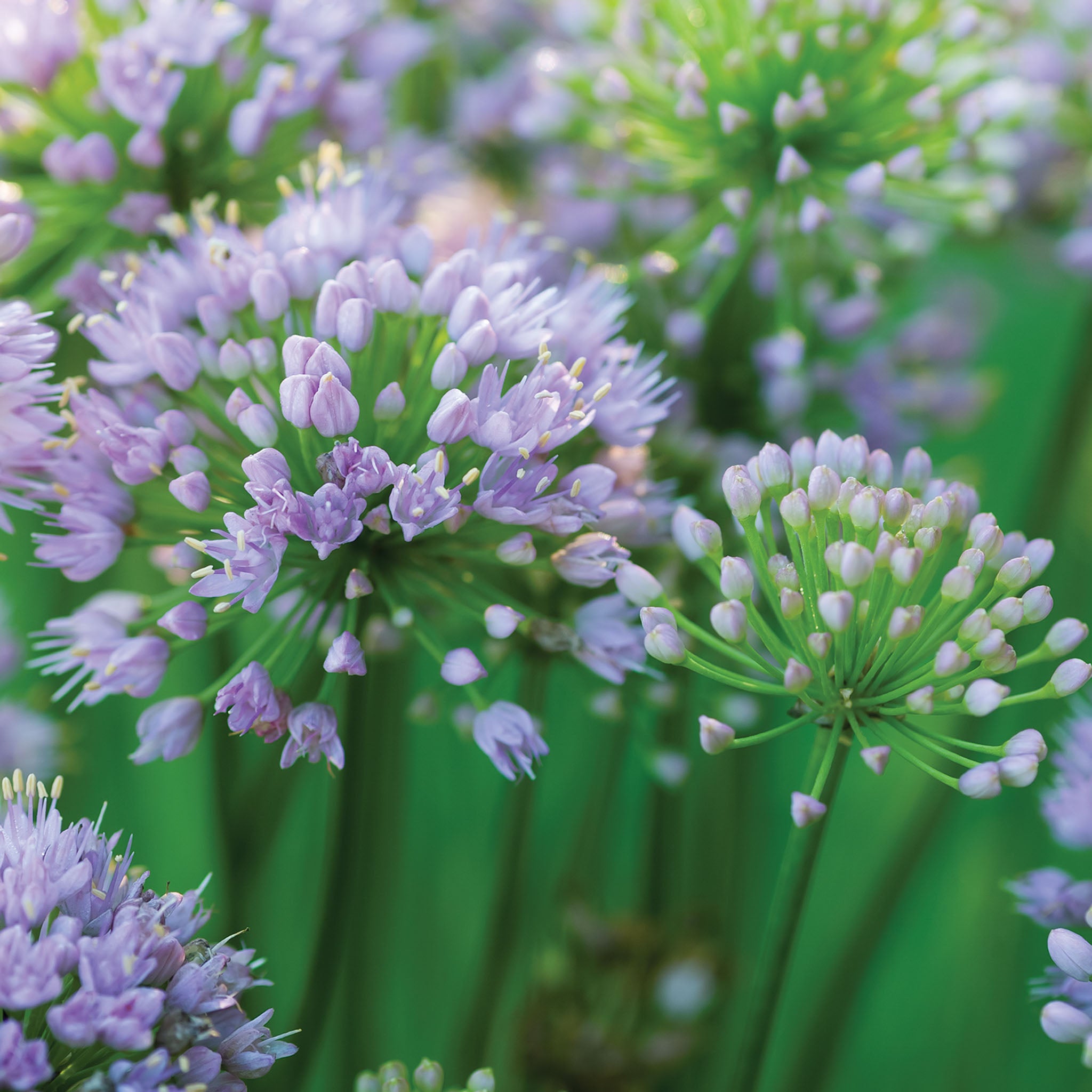 Pink Moon Allium