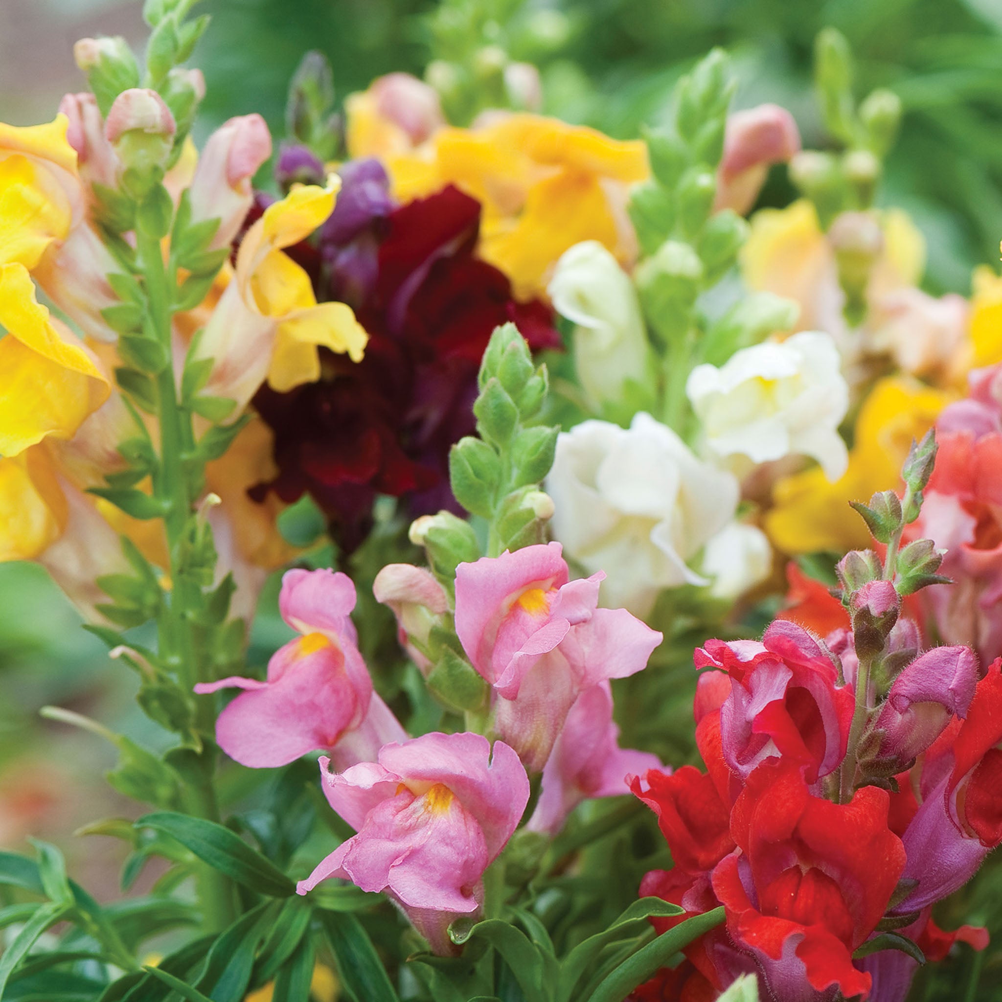 Cinderella Mixed Colors Snapdragon
