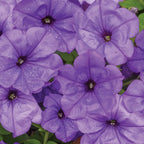 Evening Scentsation Petunia
