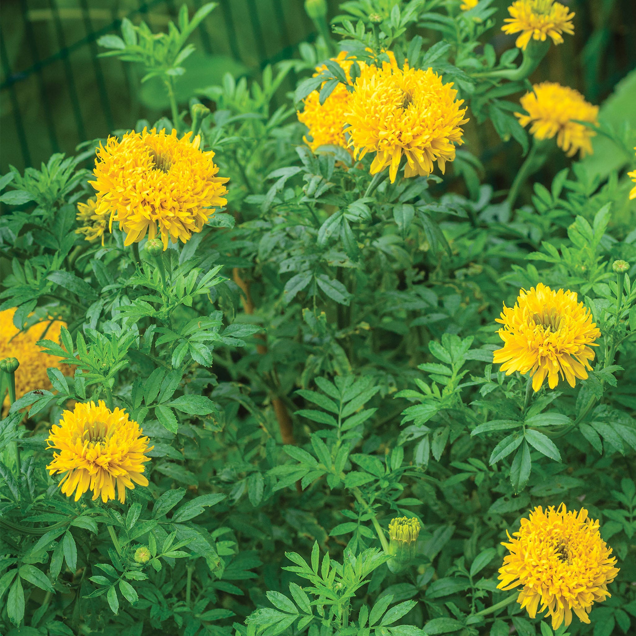 Mission Giant Yellow Marigold