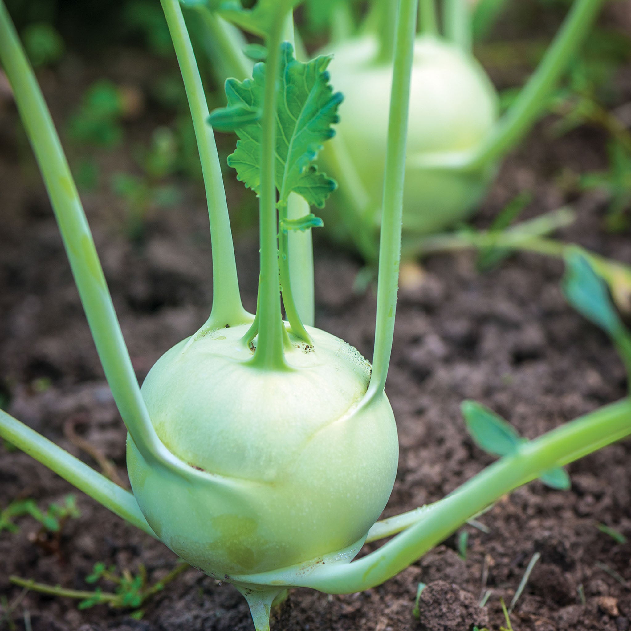 Konan Kohlrabi