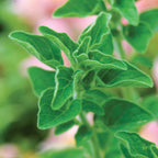 Greek Oregano