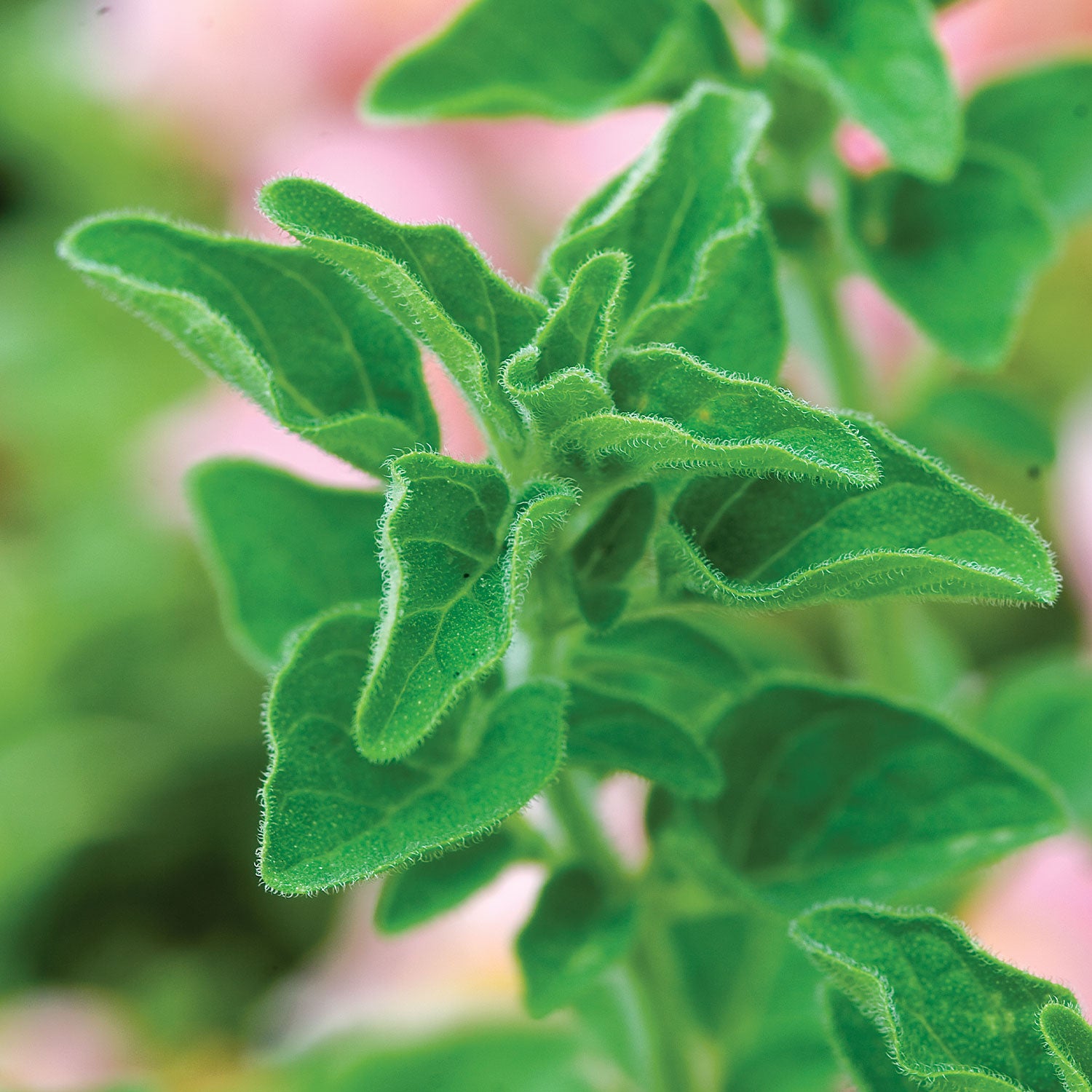 Greek Oregano