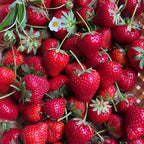 Yambu Strawberry Bare Roots