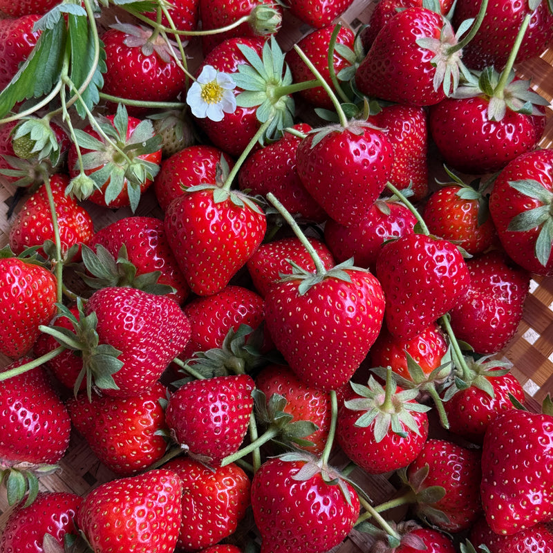 Yambu Strawberry Bare Roots