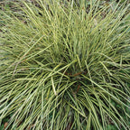 Evergold Carex