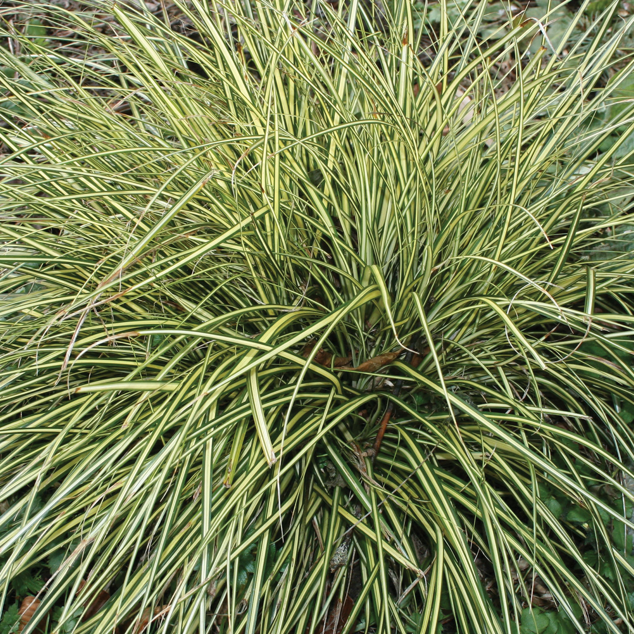 Evergold Carex