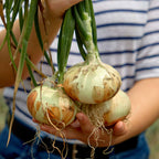 Georgia Queen Onion