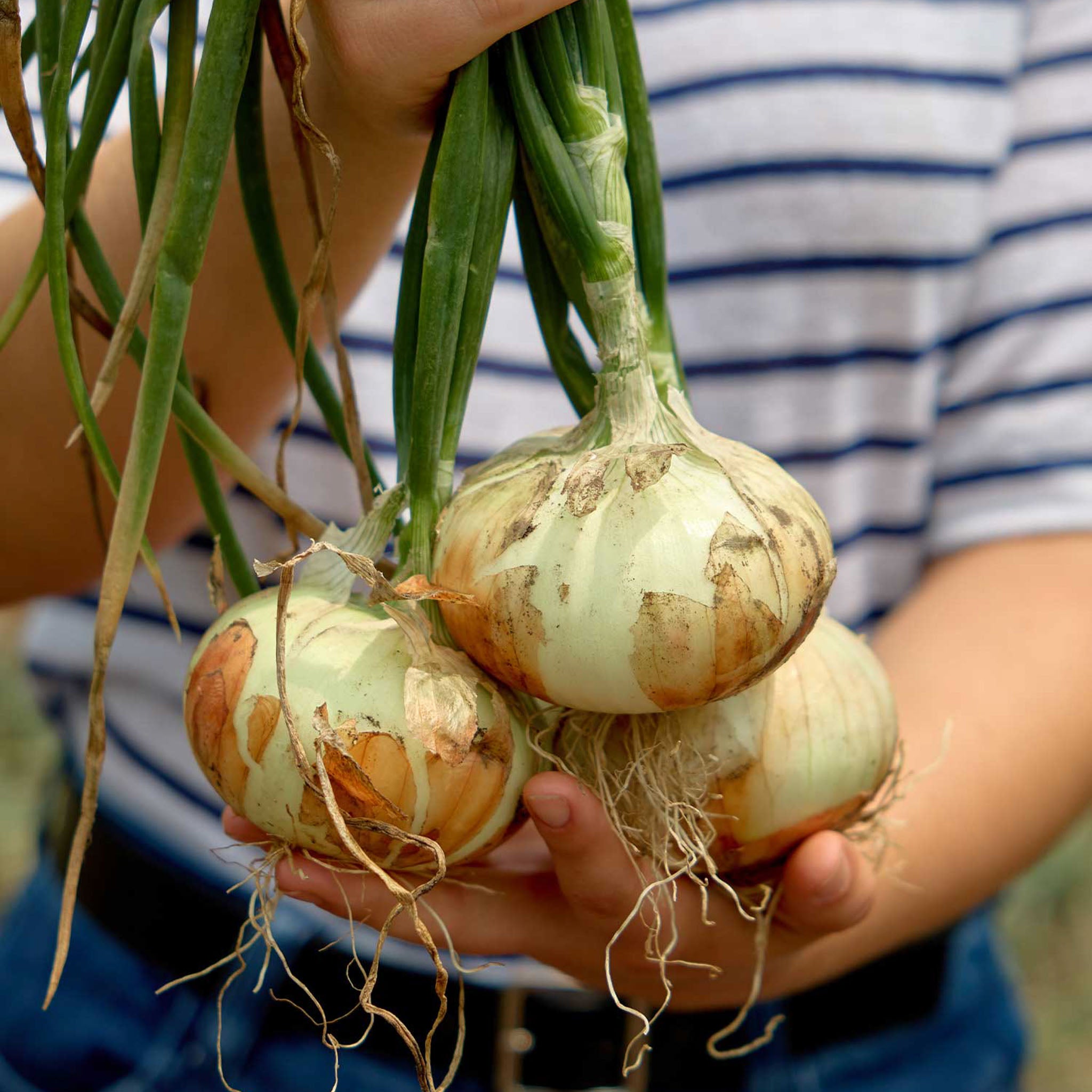 Georgia Queen Onion