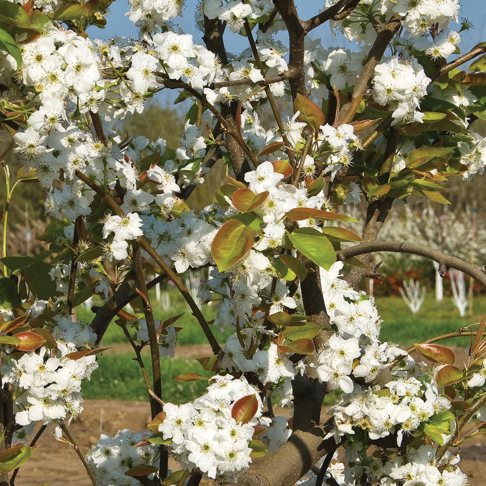 Asian Hosui Pear Bare Root