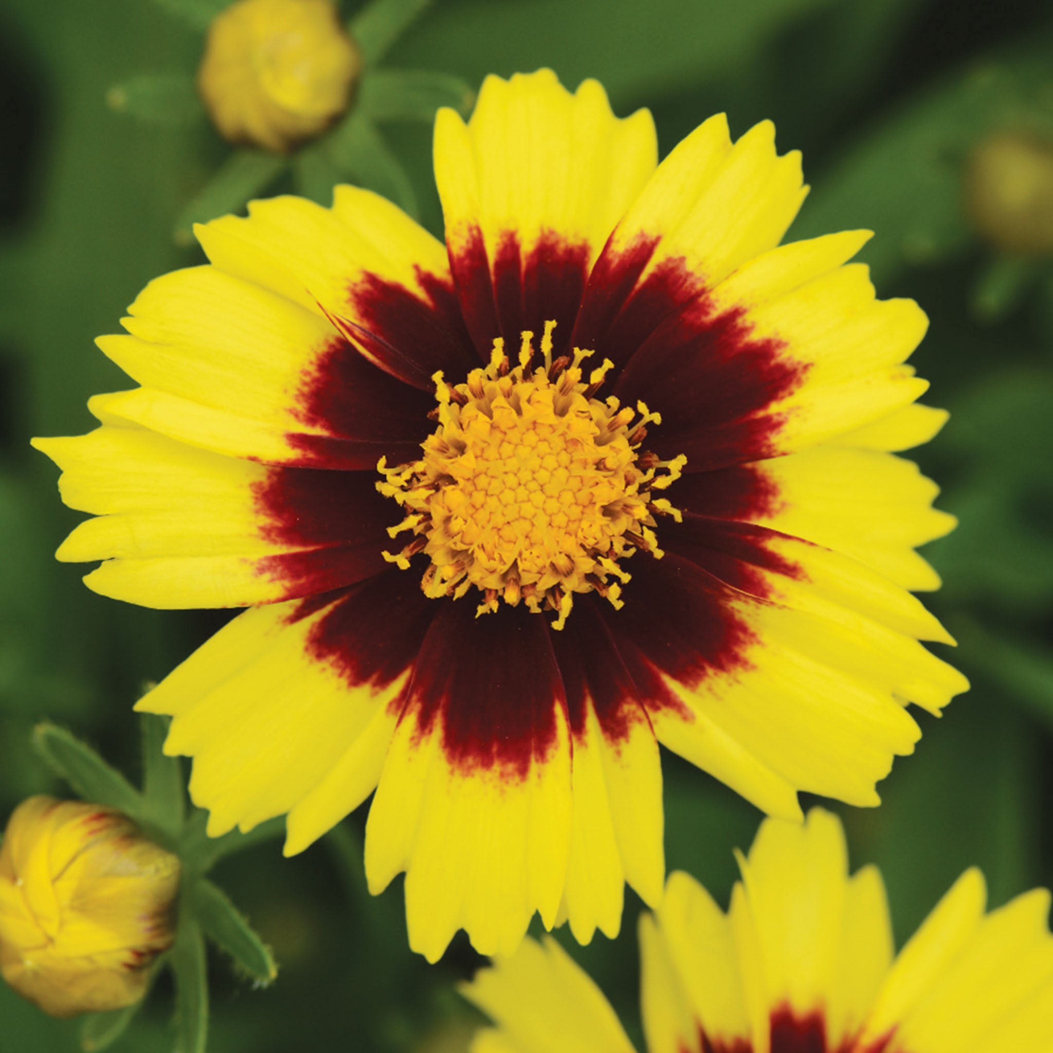 UpTick Yellow & Red Coreopsis