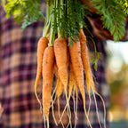 Touchon Carrot