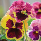 Ruby Mix Pansy