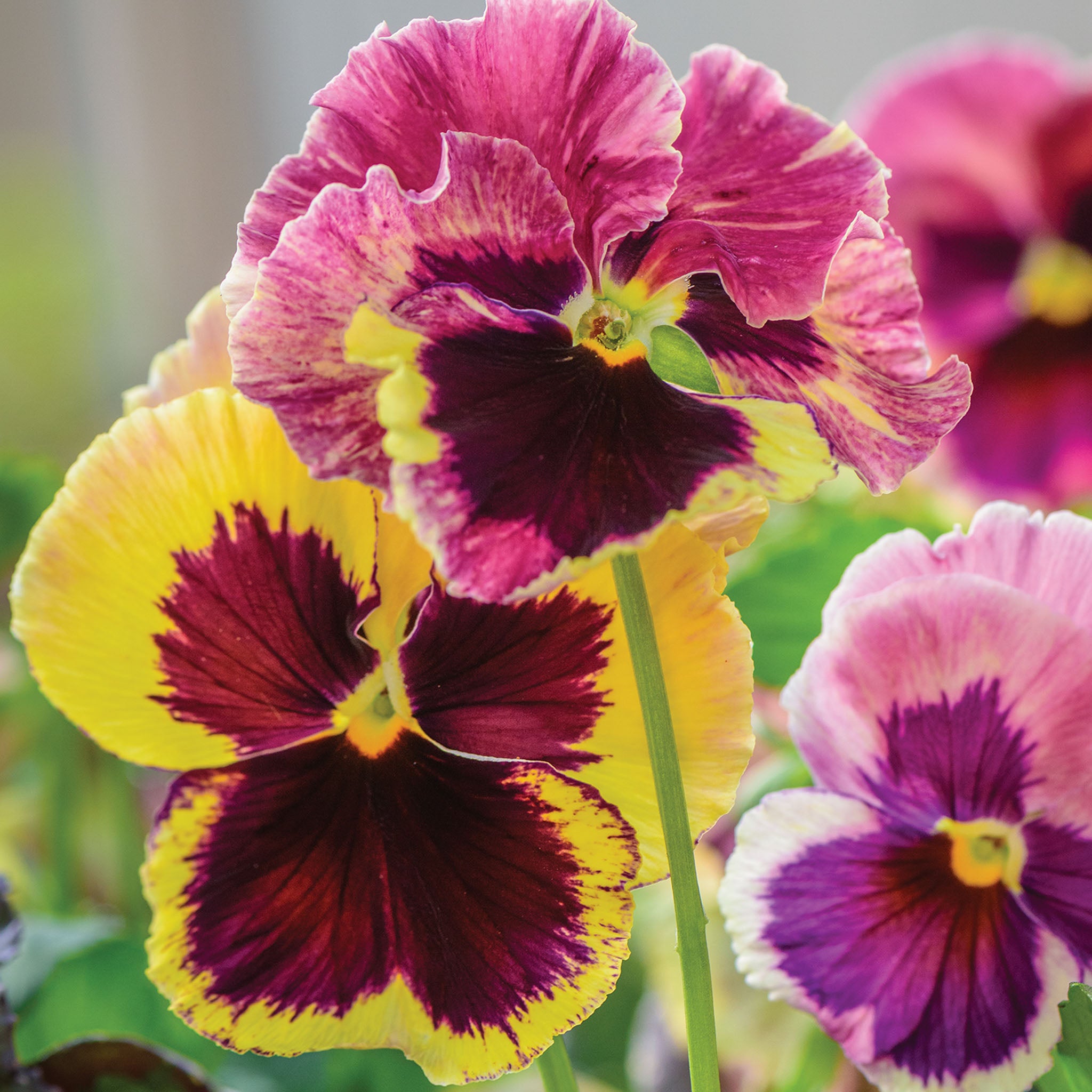 Ruby Mix Pansy