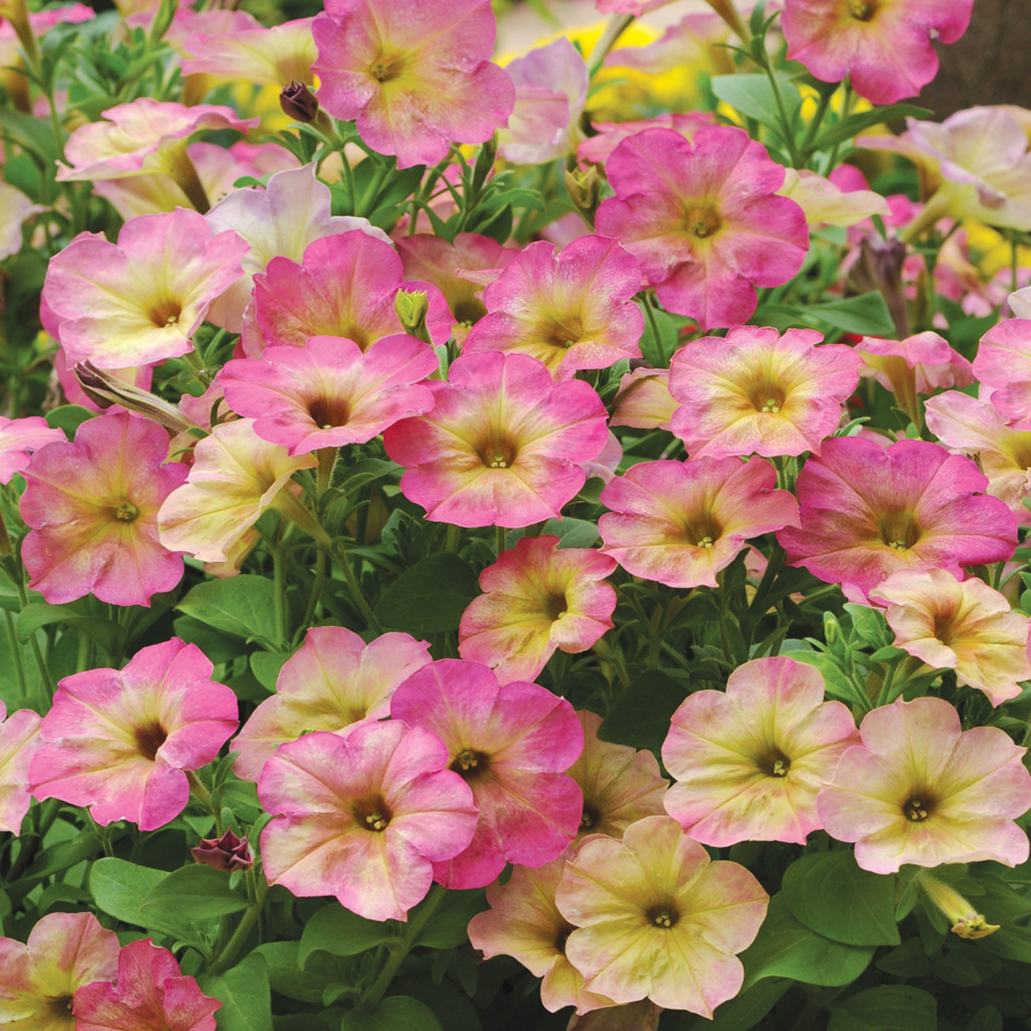 Debonair Dusty Rose Petunia