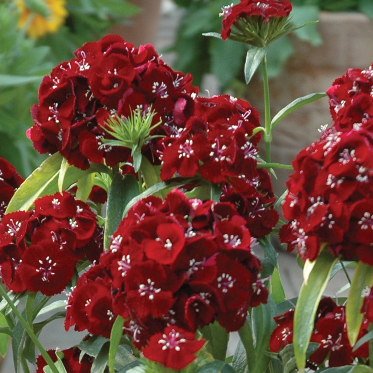 Sweet Black Cherry Dianthus