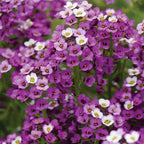 Royal Carpet Alyssum