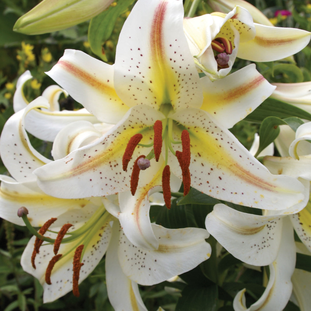 Garden Party Lily Oriental Bulbs