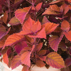 Inferno Coleus