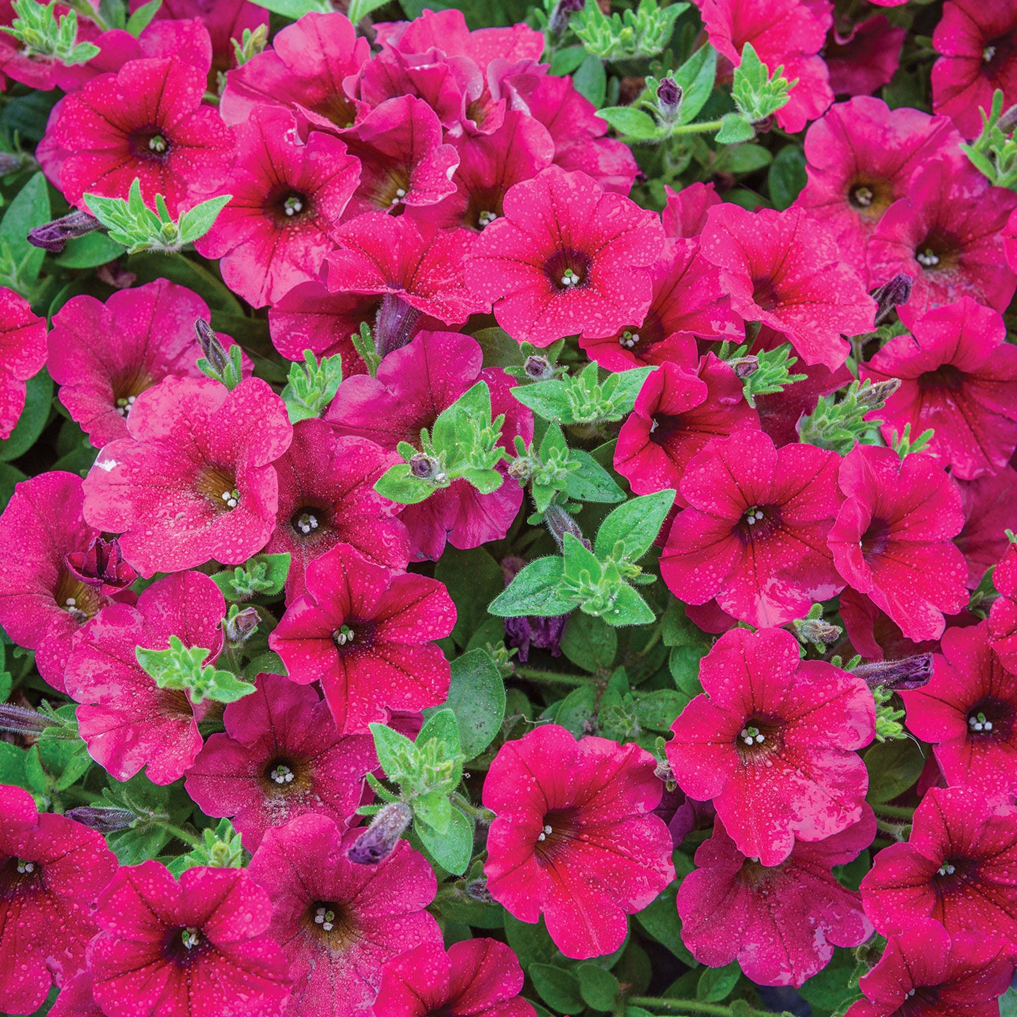 Wave® Carmine Velour Petunia