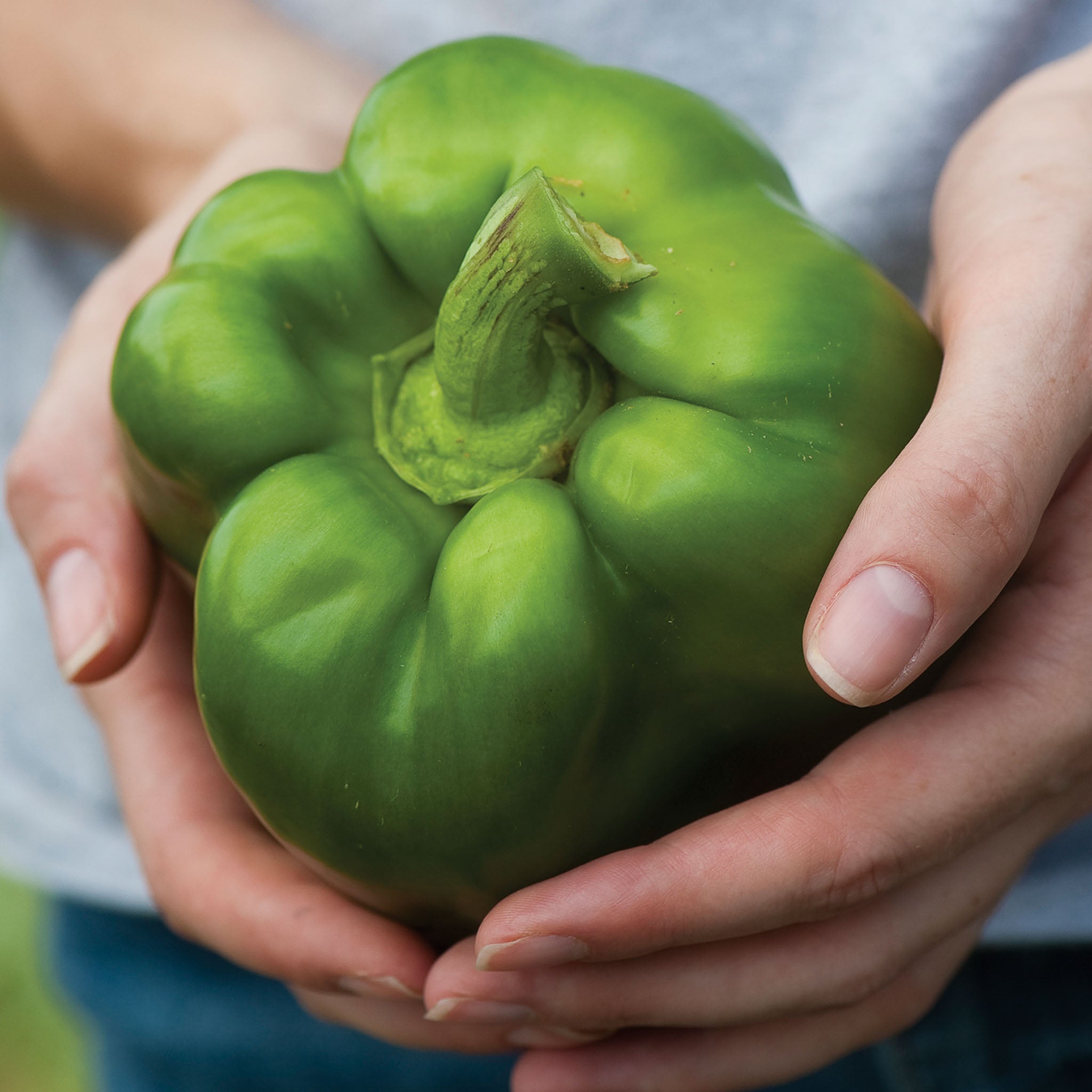 Bull Nosed Large Bell Sweet Pepper