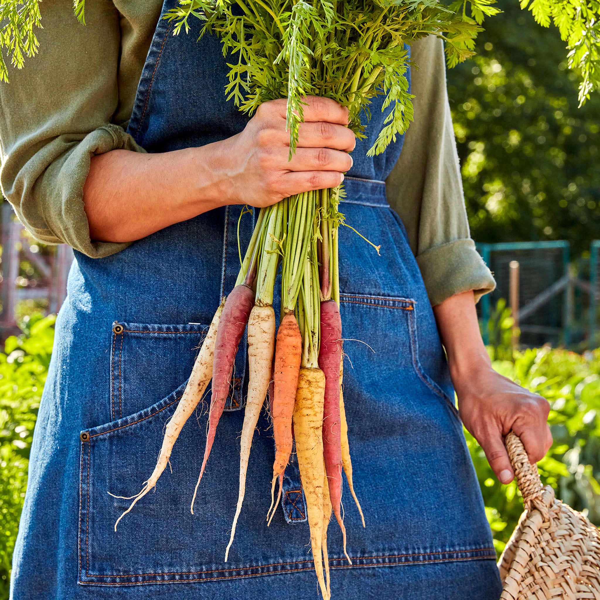 Kaleidoscope Blend Carrot