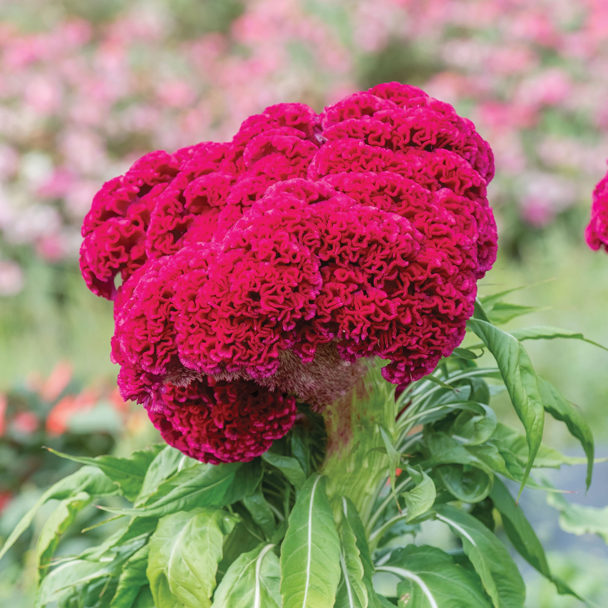 Red Velvet Cake Celosia