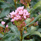 LaVida Grande Rhaphiolepis