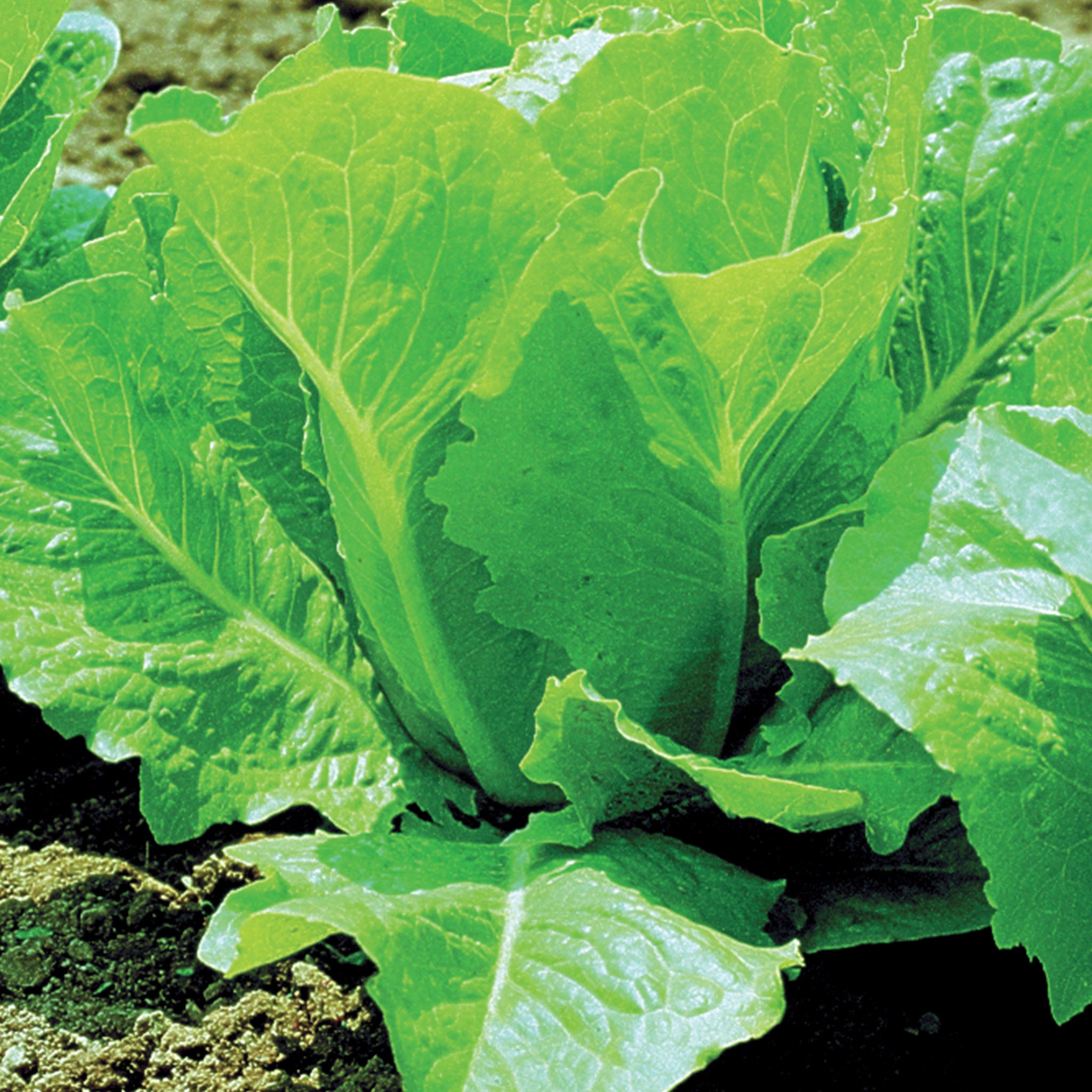 White Paris Lettuce