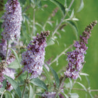 Glass Slippers Buddleia