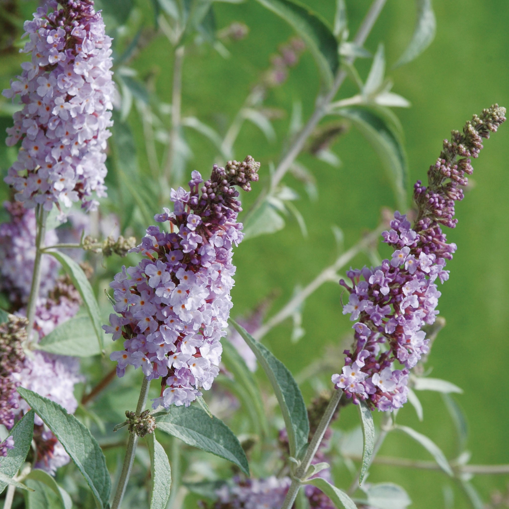 Glass Slippers Buddleia