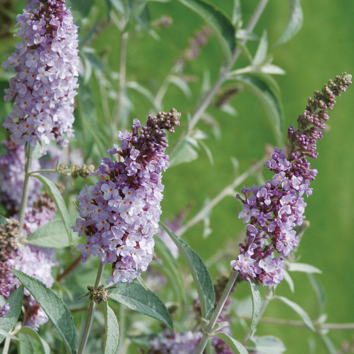 Glass Slippers Buddleia
