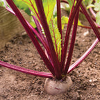 Merlin Beet