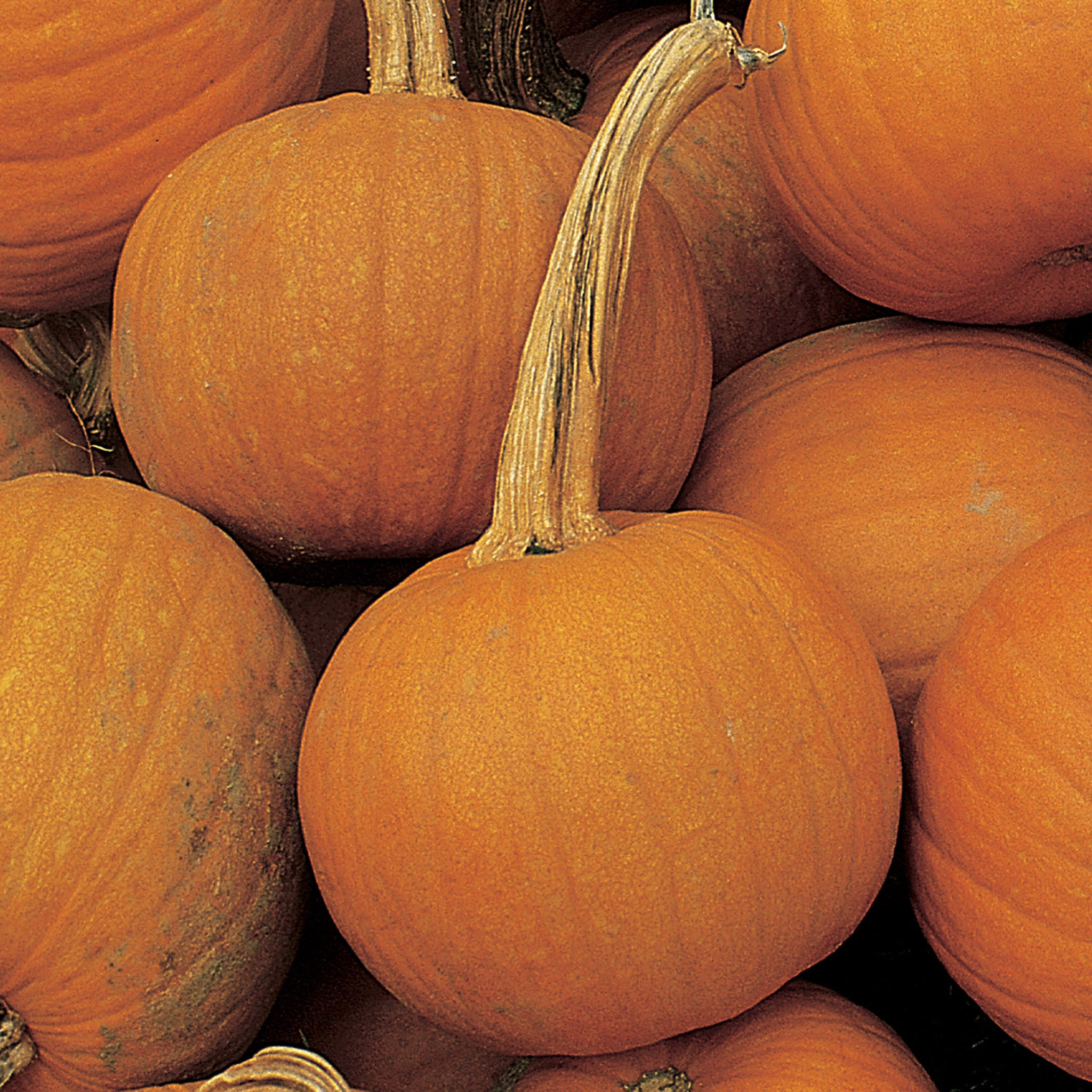 Early Sweet Sugar Pie Pumpkin
