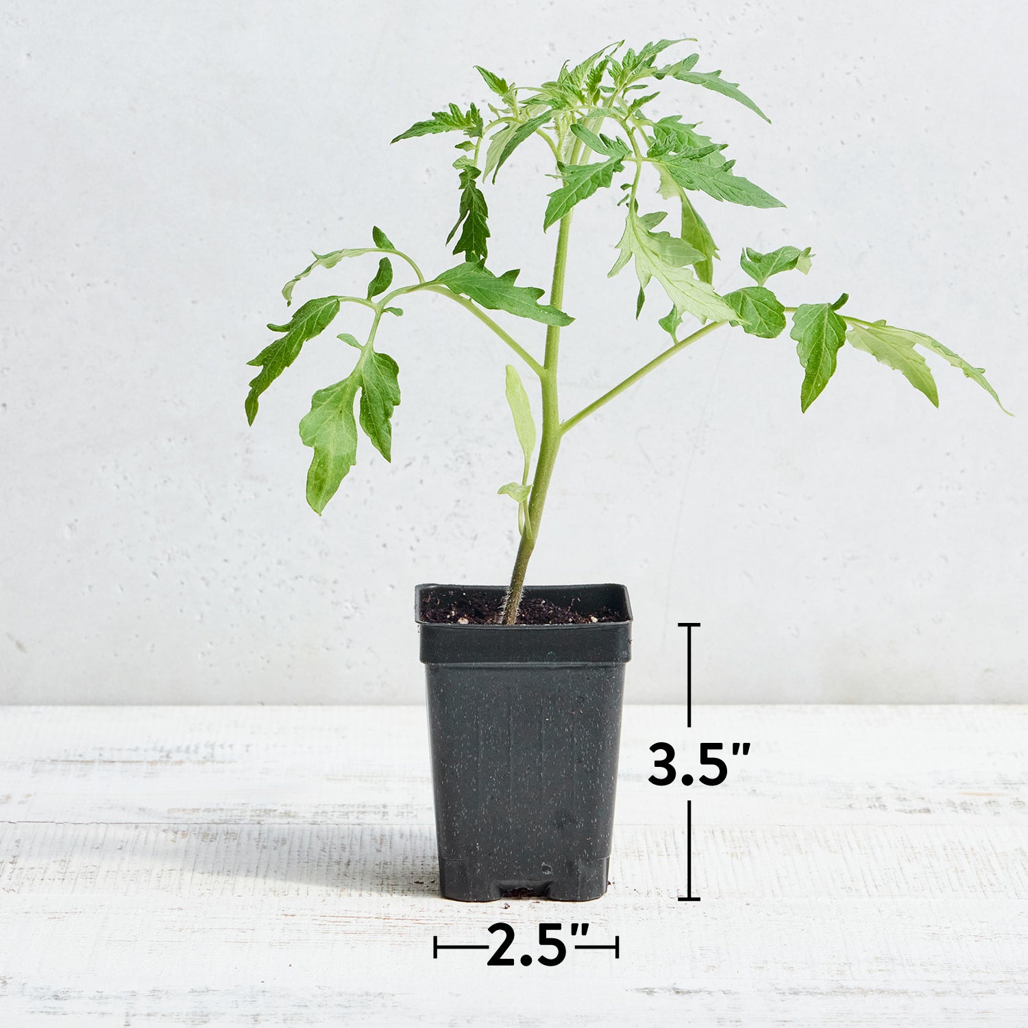 SuperSauce Tomato