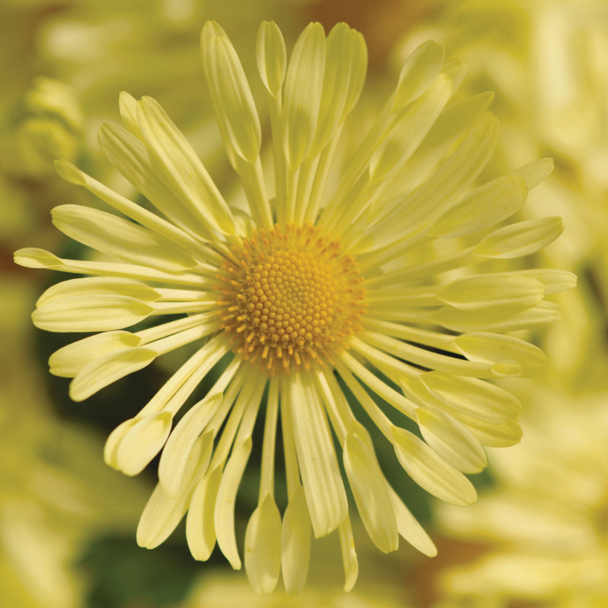 Mammoth Daisy Quill Yellow Garden Mum