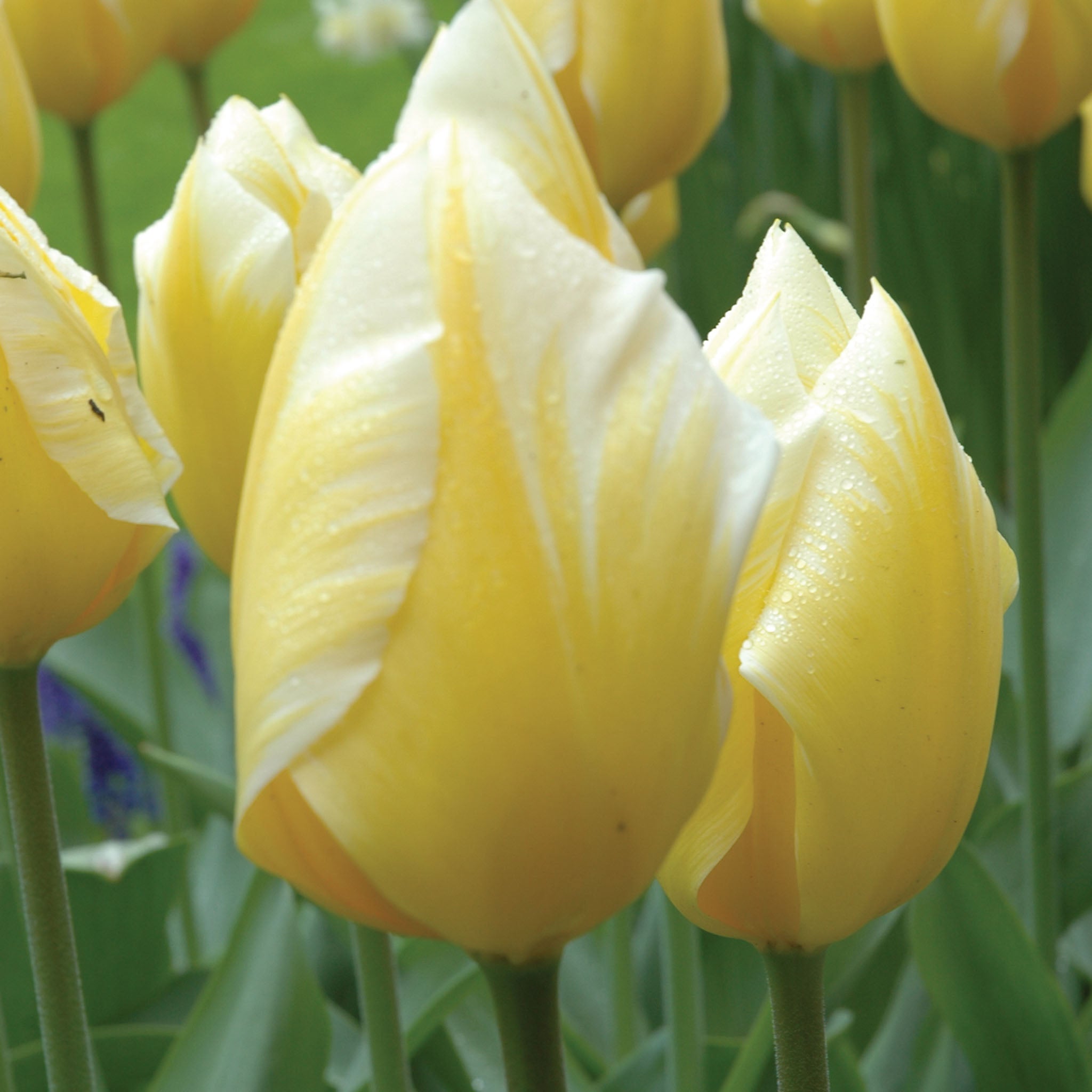 Sweetheart Tulip Bulbs