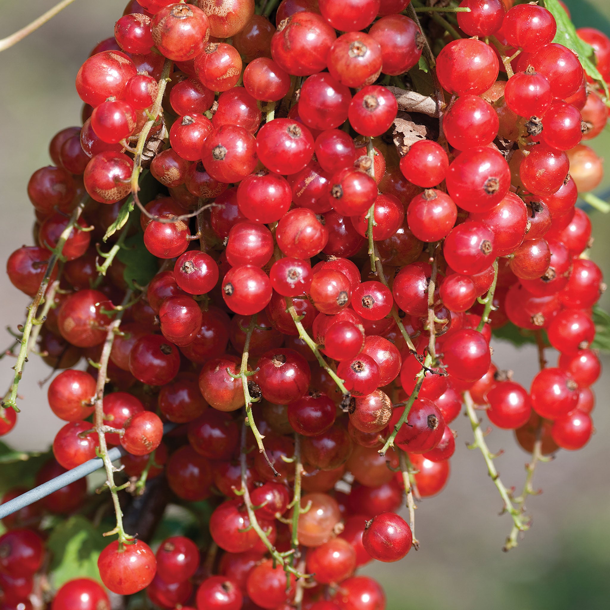 Red Early Jonkheer Van Tets Currant Bare Root