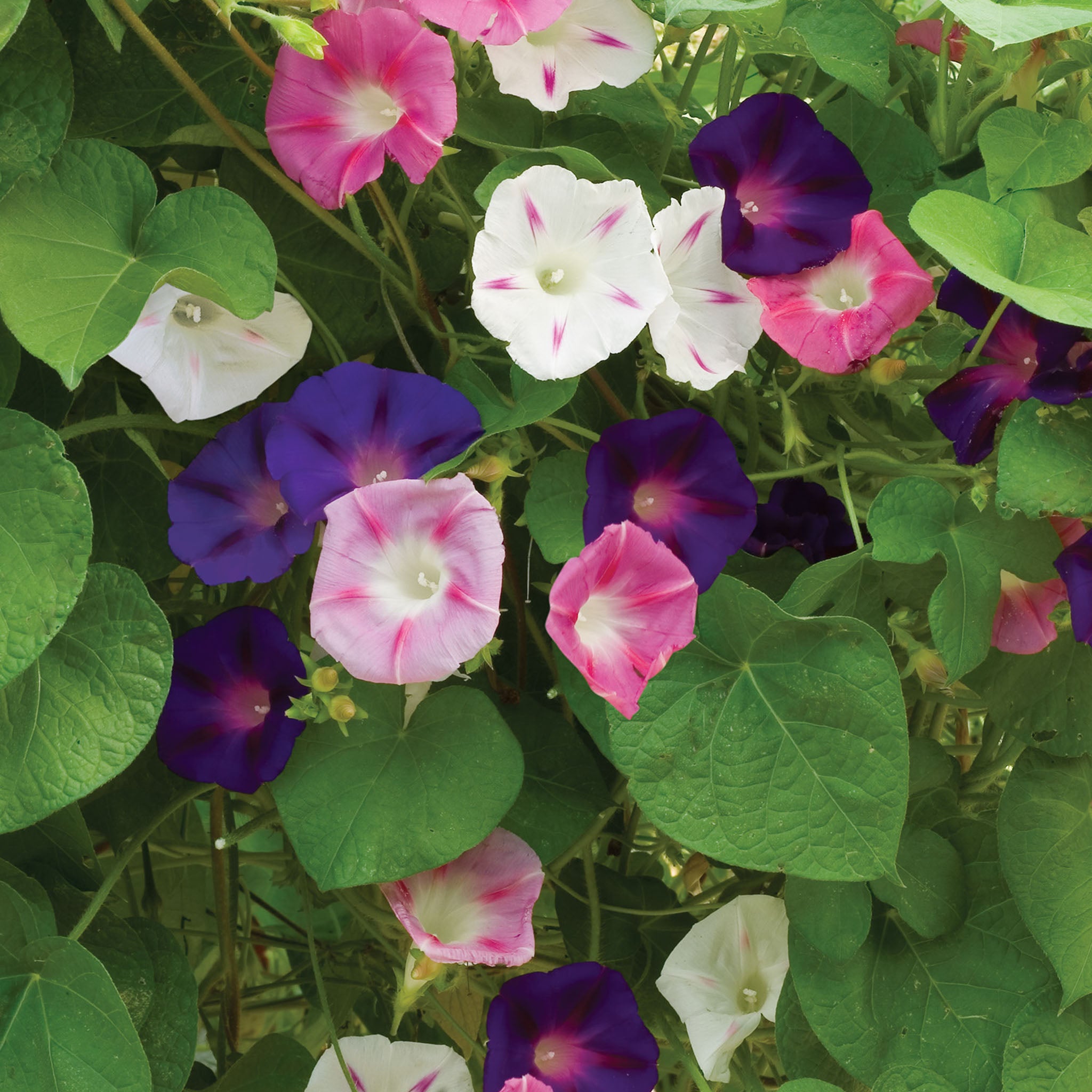 Zeeland Mix Morning Glory