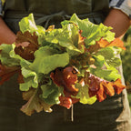 Looseleaf Blend Lettuce