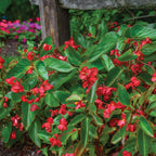 Dragon Wing® Red Begonia