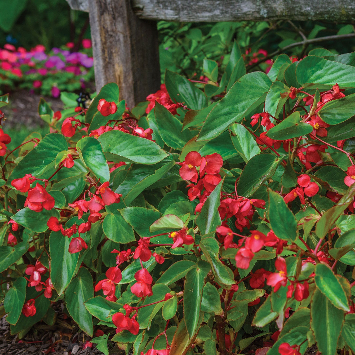 Dragon Wing® Red Begonia