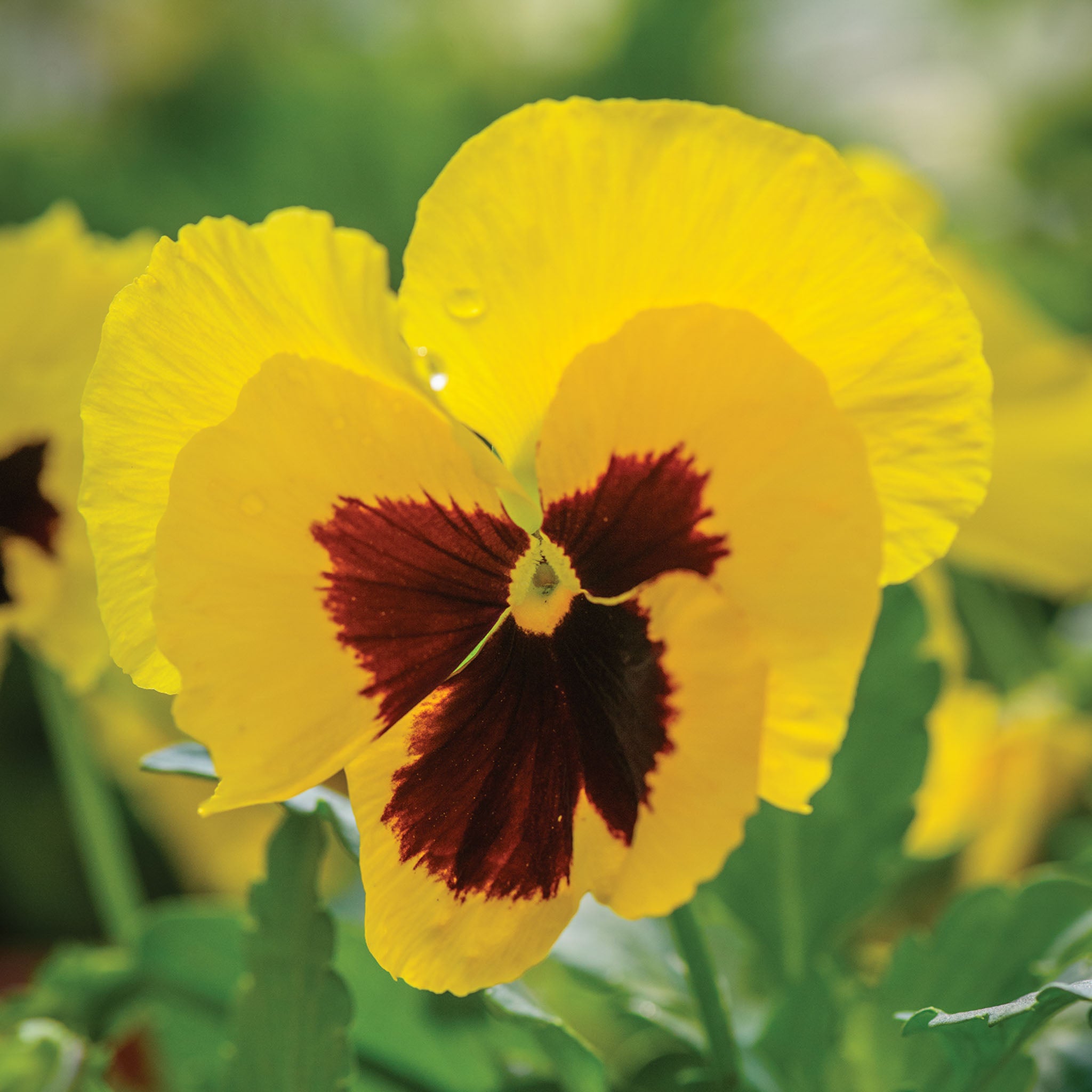 Yellow Blotch Pansy