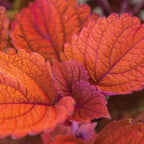 Inferno Coleus
