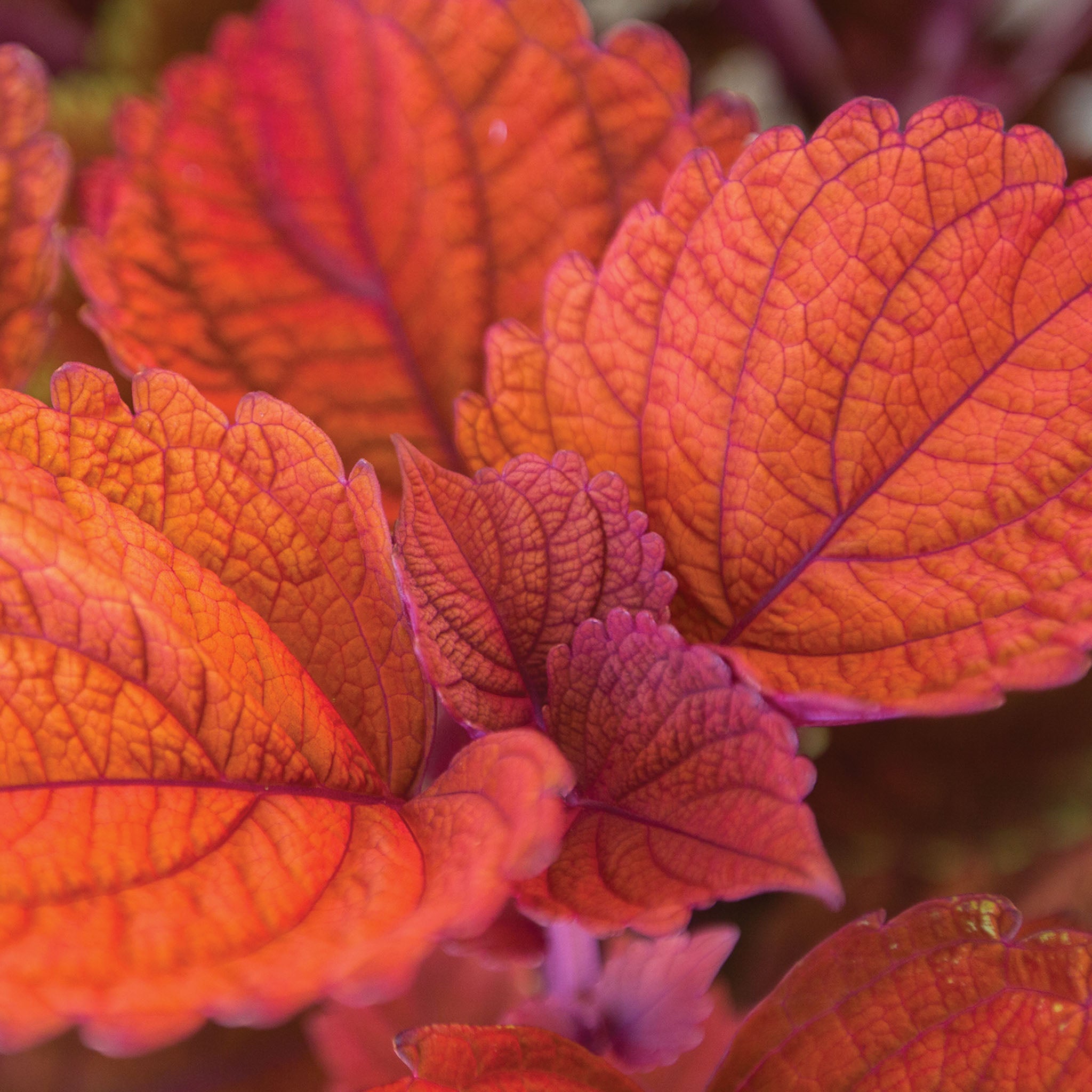 Inferno Coleus