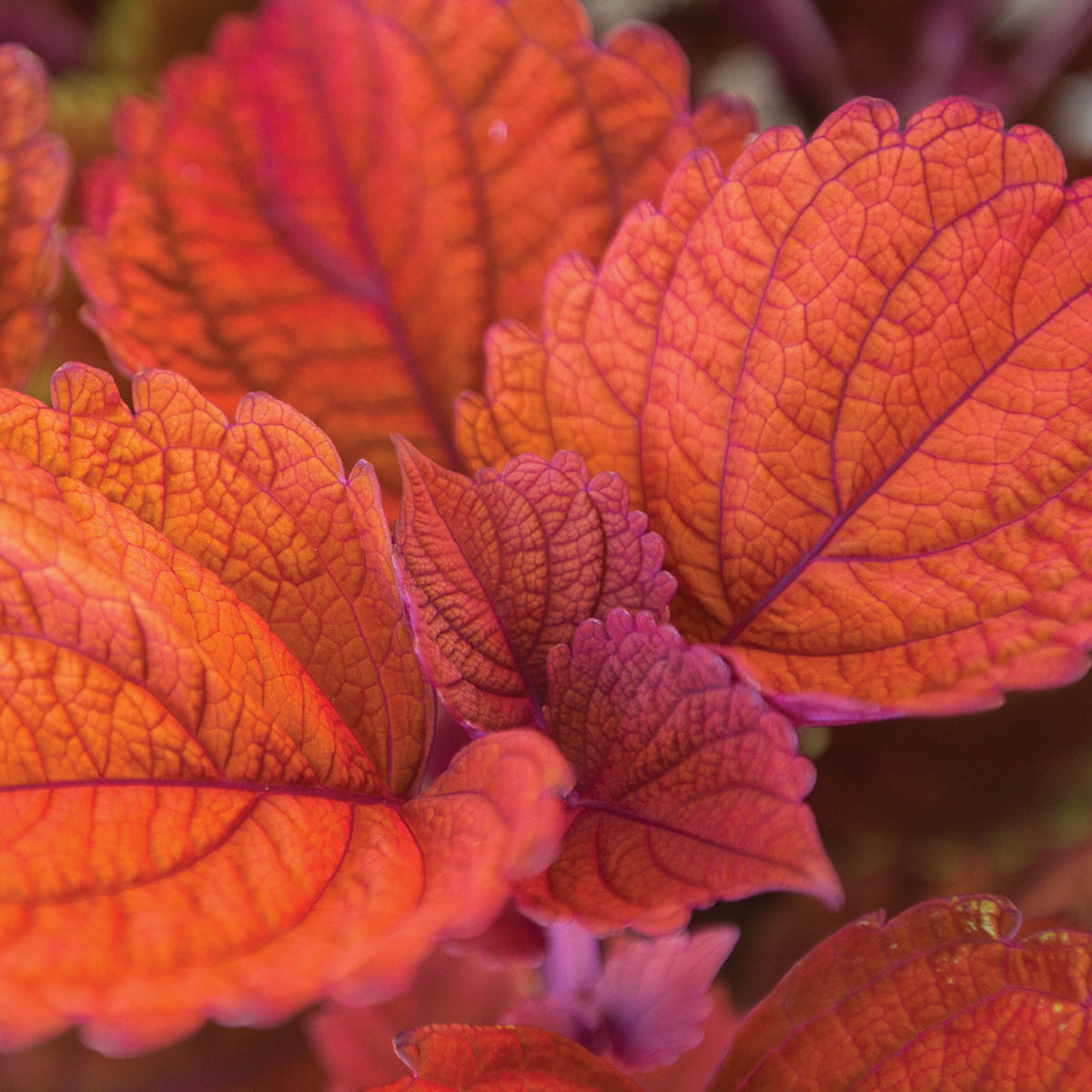 Inferno Coleus