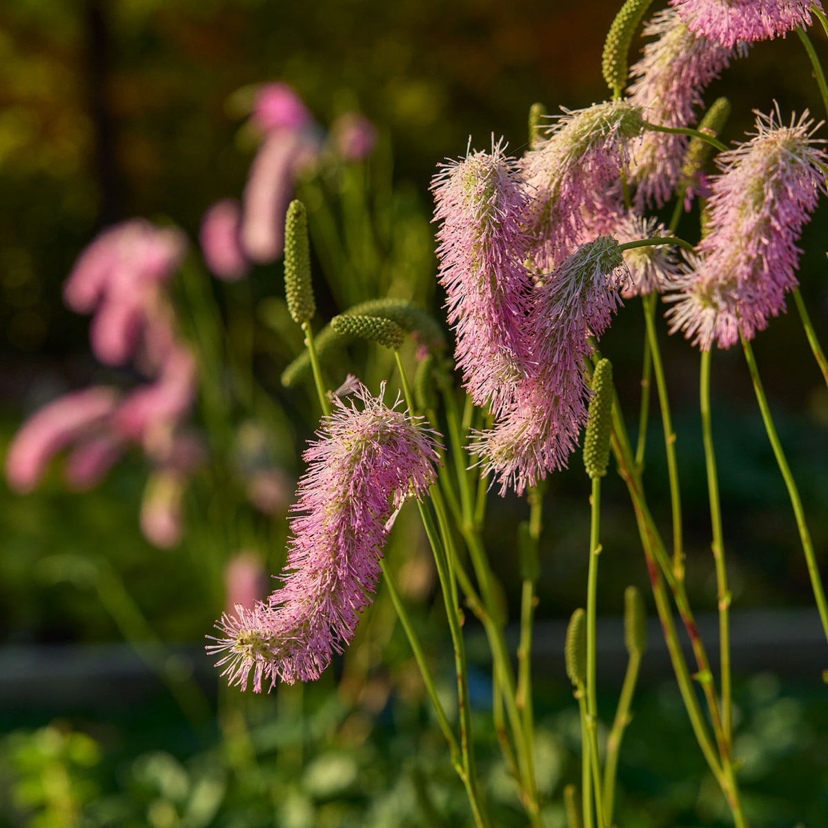 Pink Brushes Burnet Bare Root