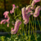 Pink Brushes Burnet Bare Root