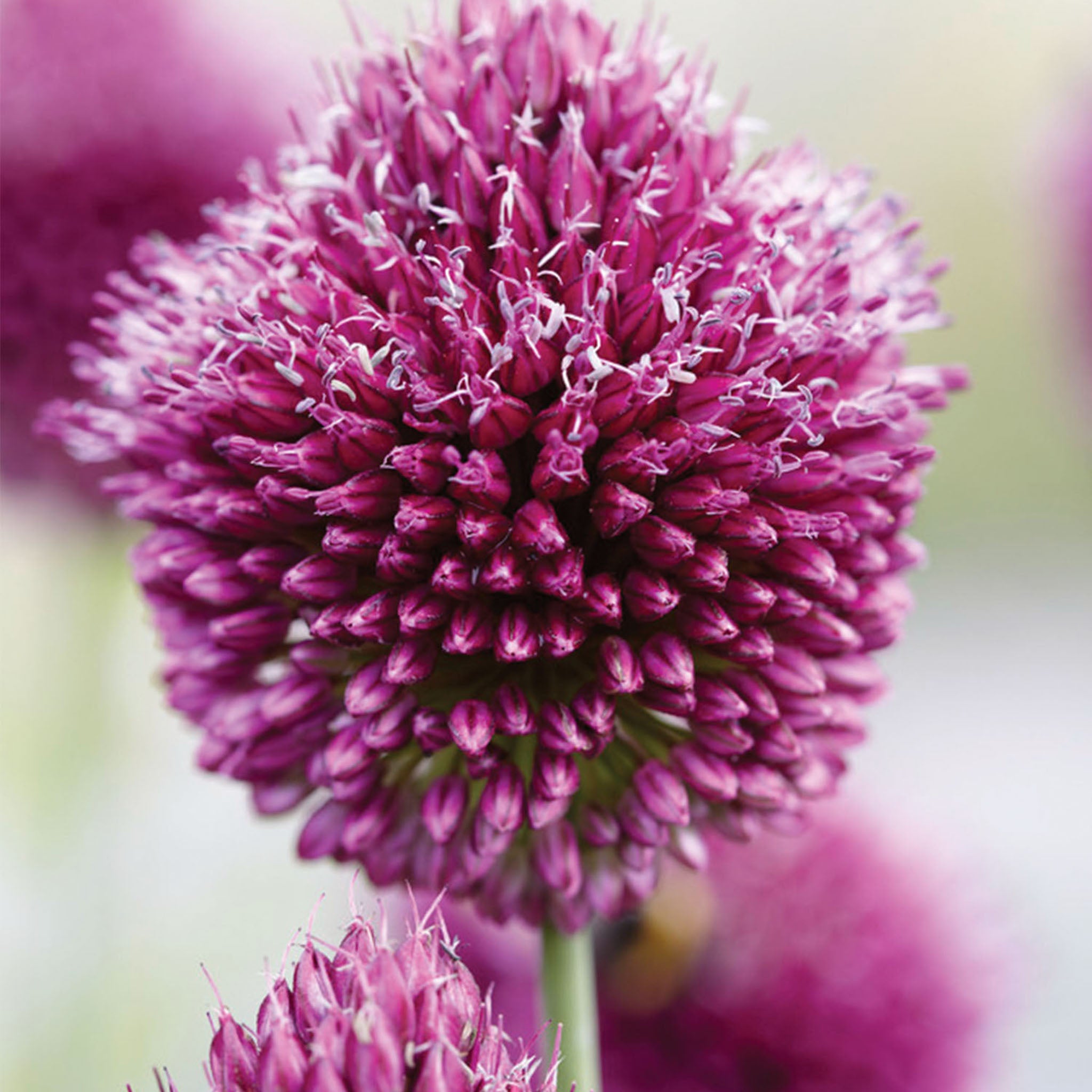 Allium Sphaerocephalon Bulbs