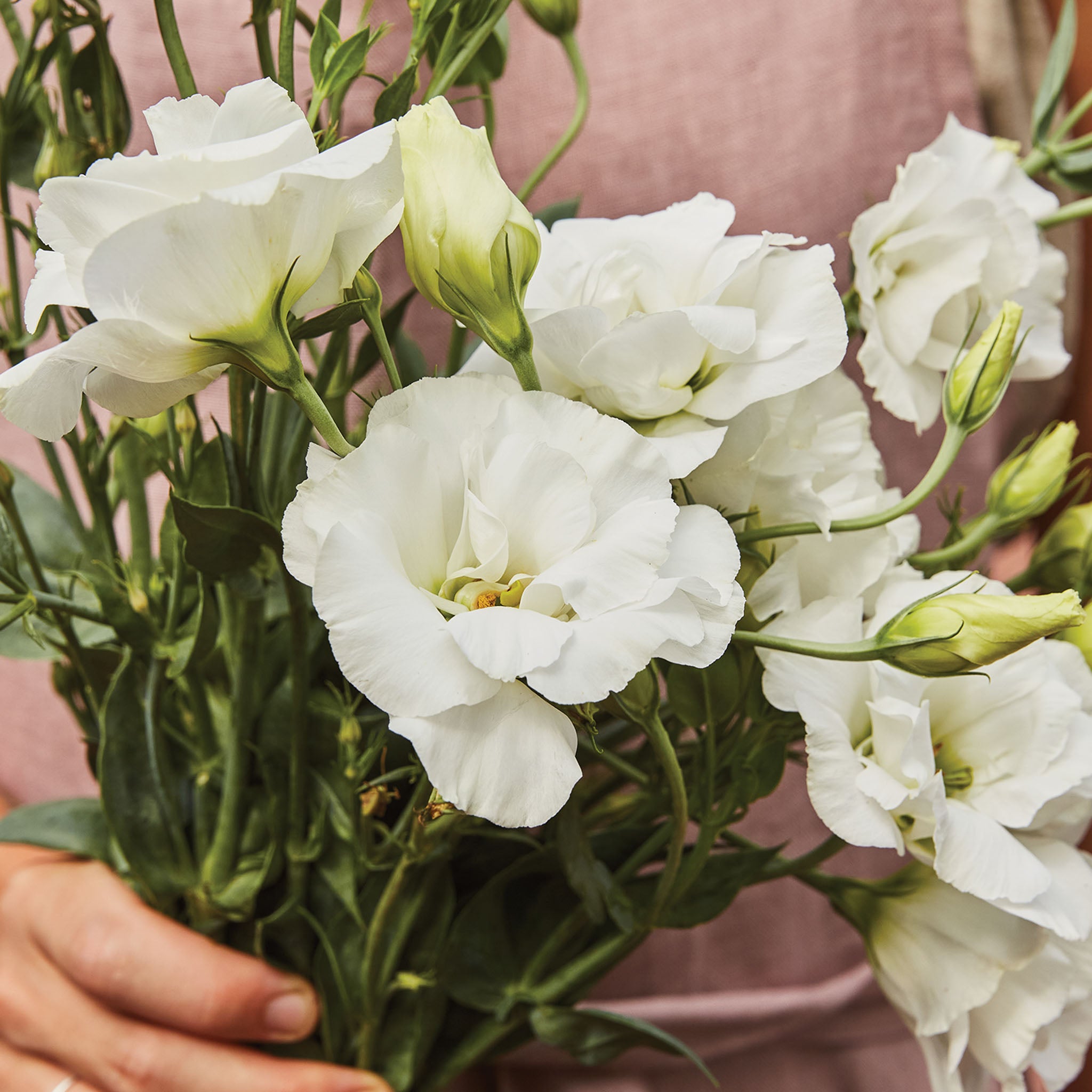 White Rose Lisianthus
